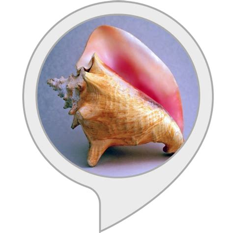 Magic conch shelk online